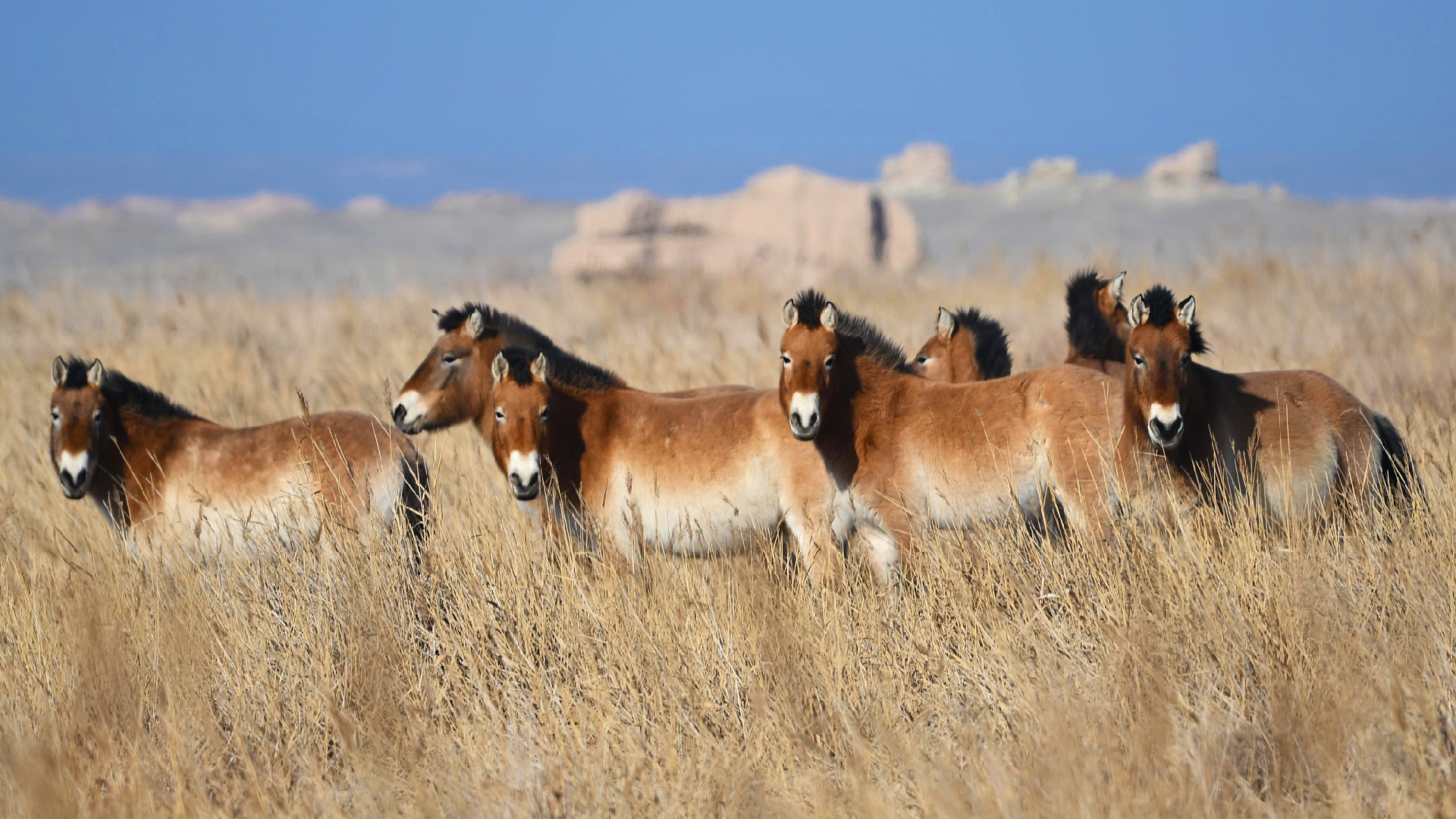 From Hipparion fossils to wild horse recovery in China