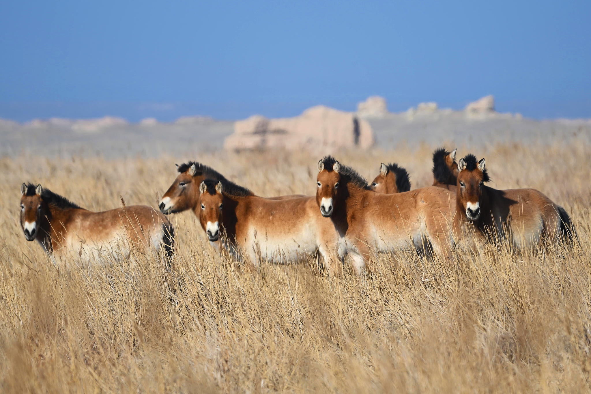 Przewalski's horses at the Dunhuang West Lake National Nature Reserve, Gansu Province, northwest China, January 8, 2026. /VCG