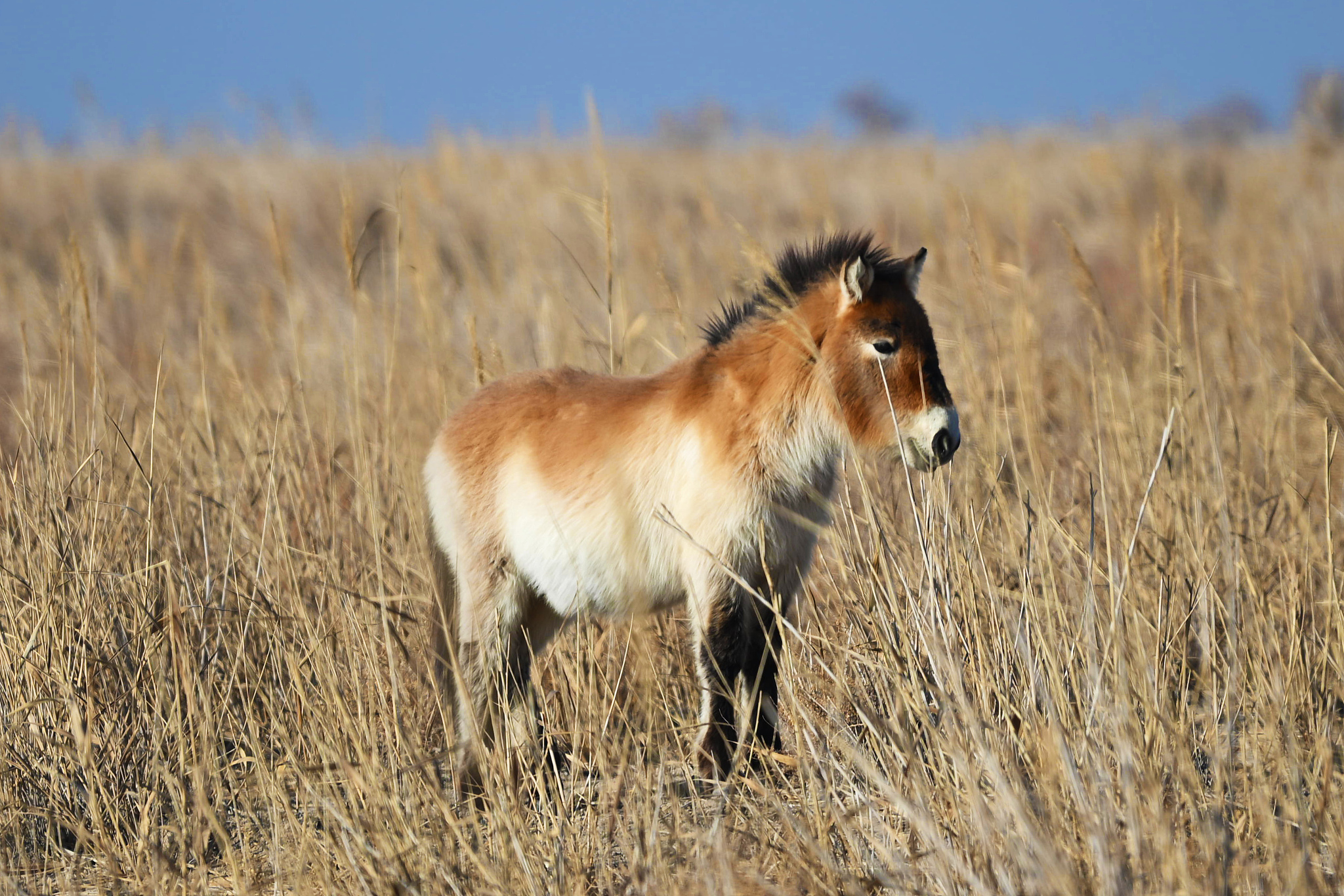 A Przewalski's horse at the Dunhuang West Lake National Nature Reserve, Gansu Province, northwest China, January 8, 2026. /VCG