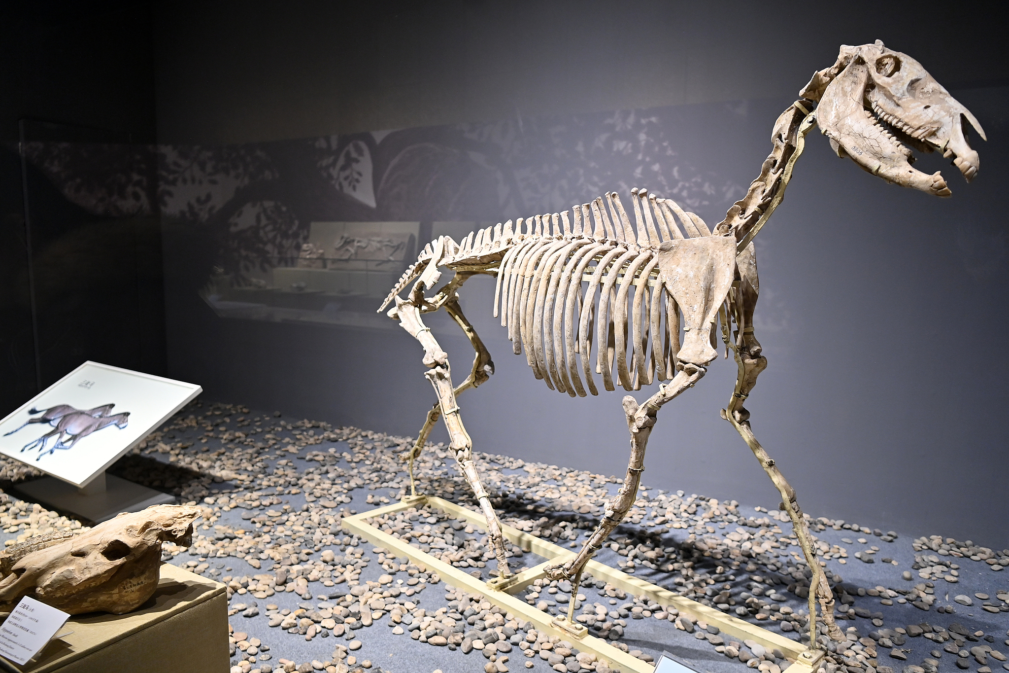 Hipparion fossils exhibited at a museum in Gansu Province, northwest China, February 10, 2026. /VCG