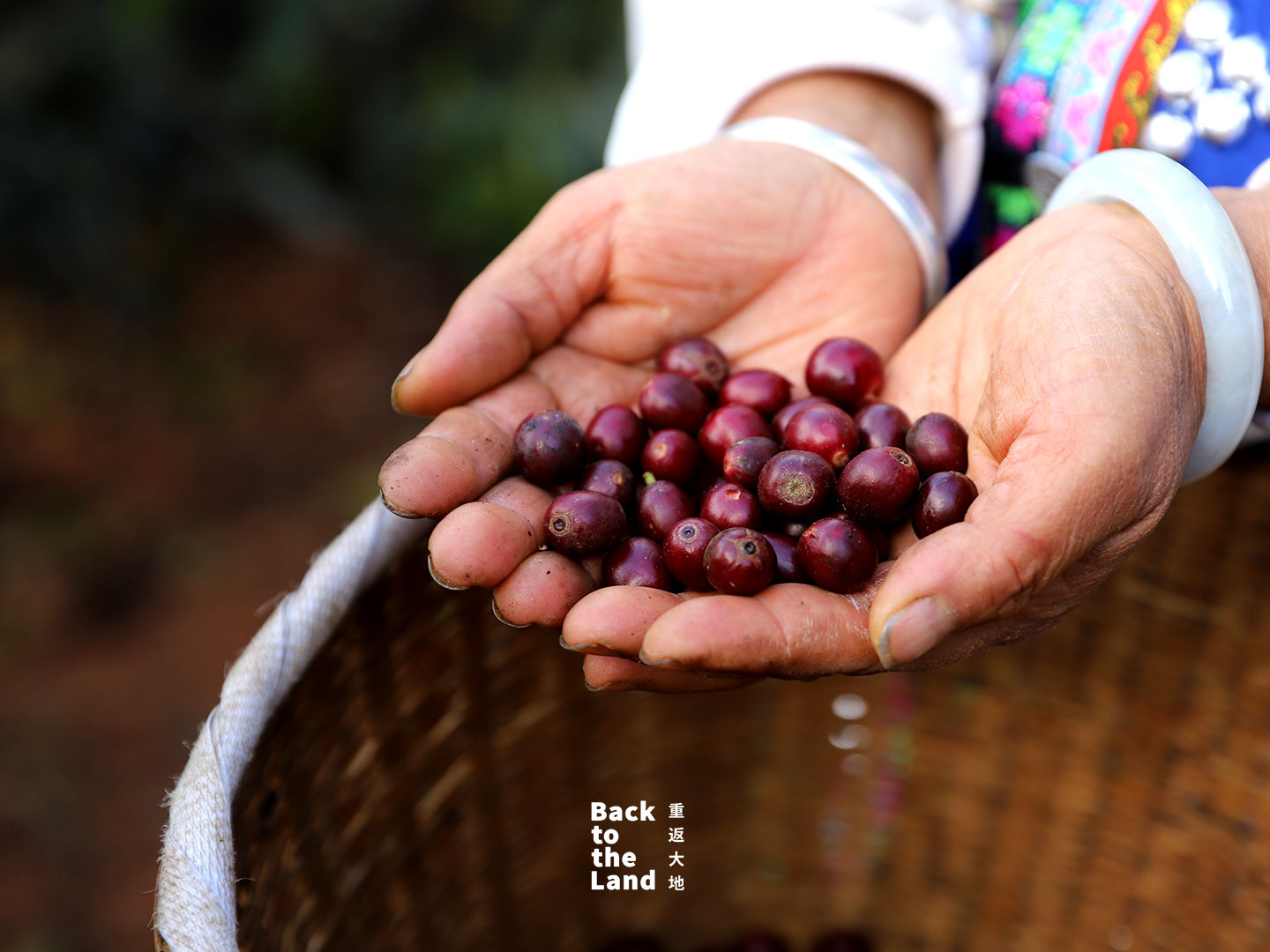 Grown in the highlands of southwest China, these vibrant Yunnan coffee beans represent the bold and evolving flavors of the region's unique origins. /CGTN