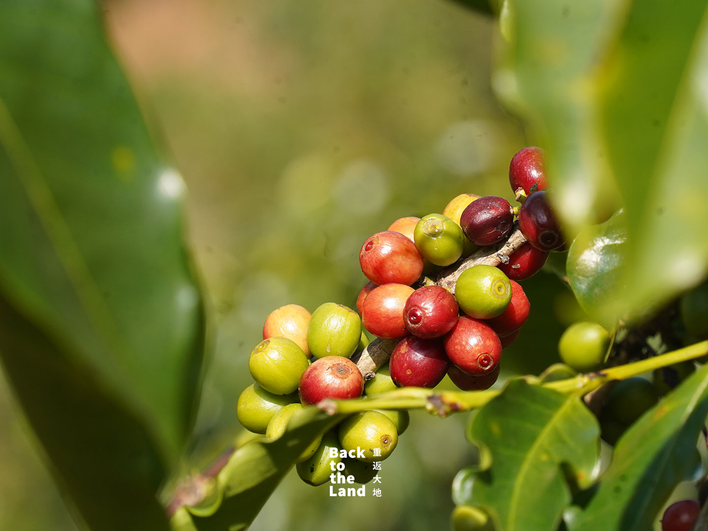 Grown in the highlands of southwest China, these vibrant Yunnan coffee beans represent the bold and evolving flavors of the region's unique origins. /CGTN