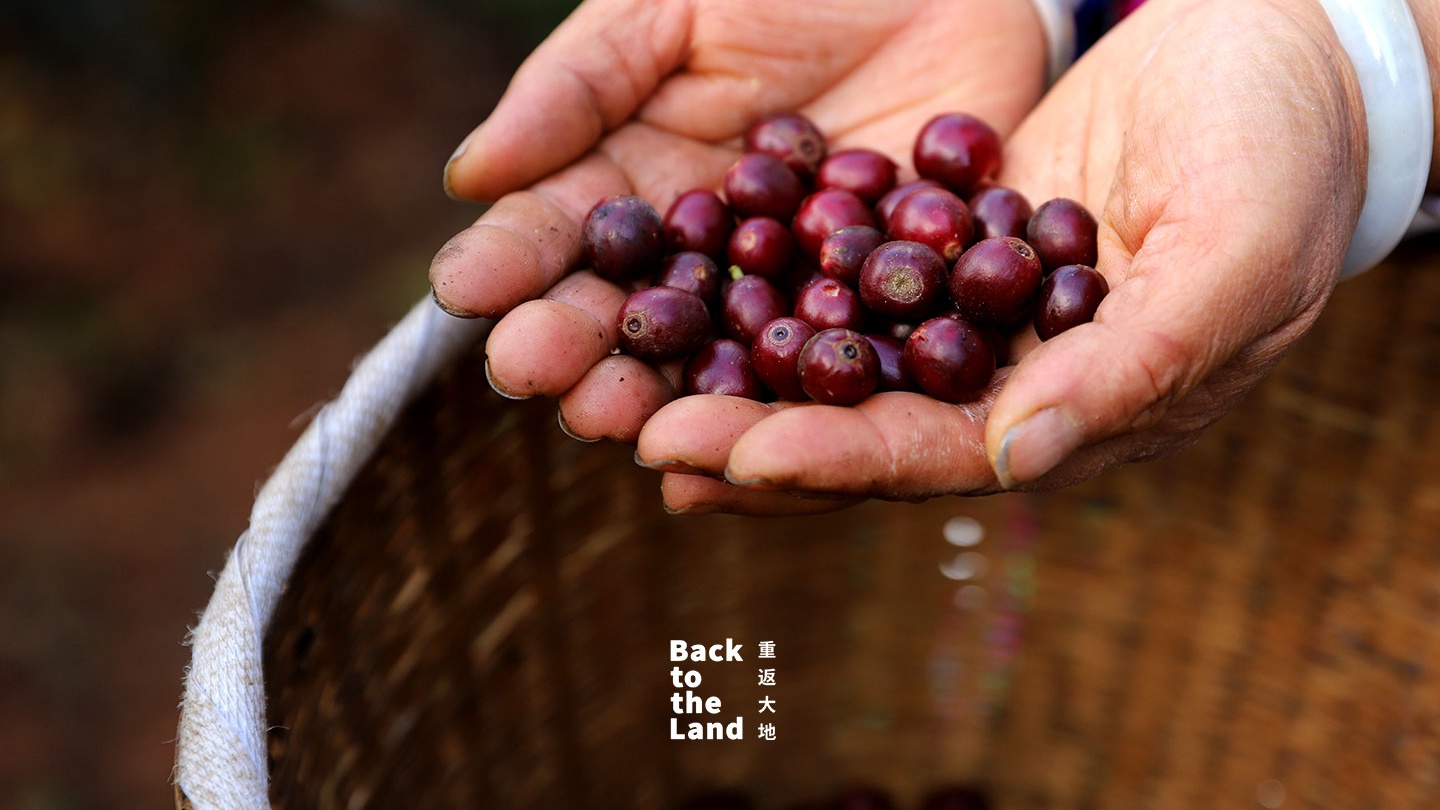 The harvest season of Yunnan coffee