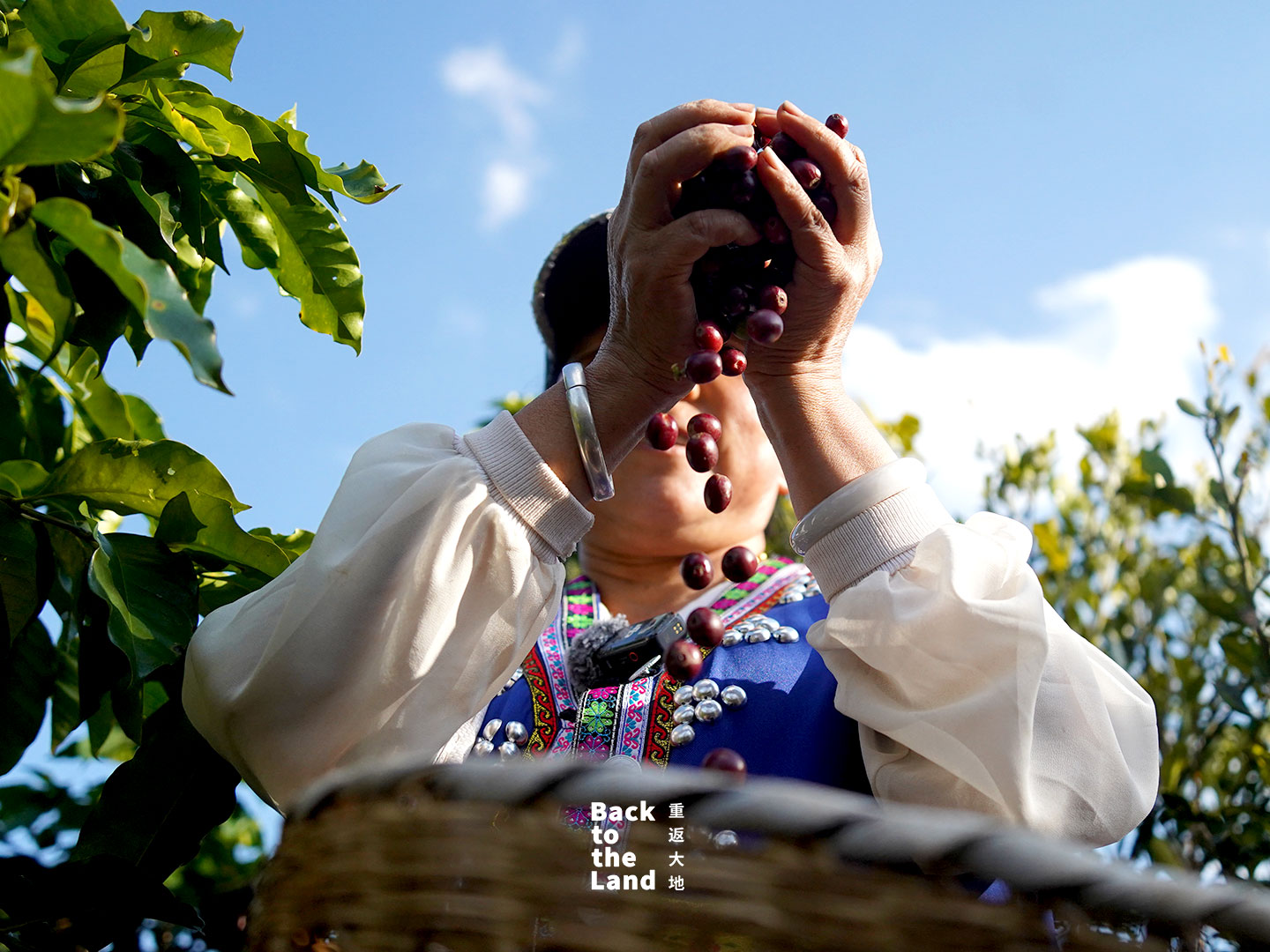 Grown in the highlands of southwest China, these vibrant Yunnan coffee beans represent the bold and evolving flavors of the region's unique origins. /CGTN