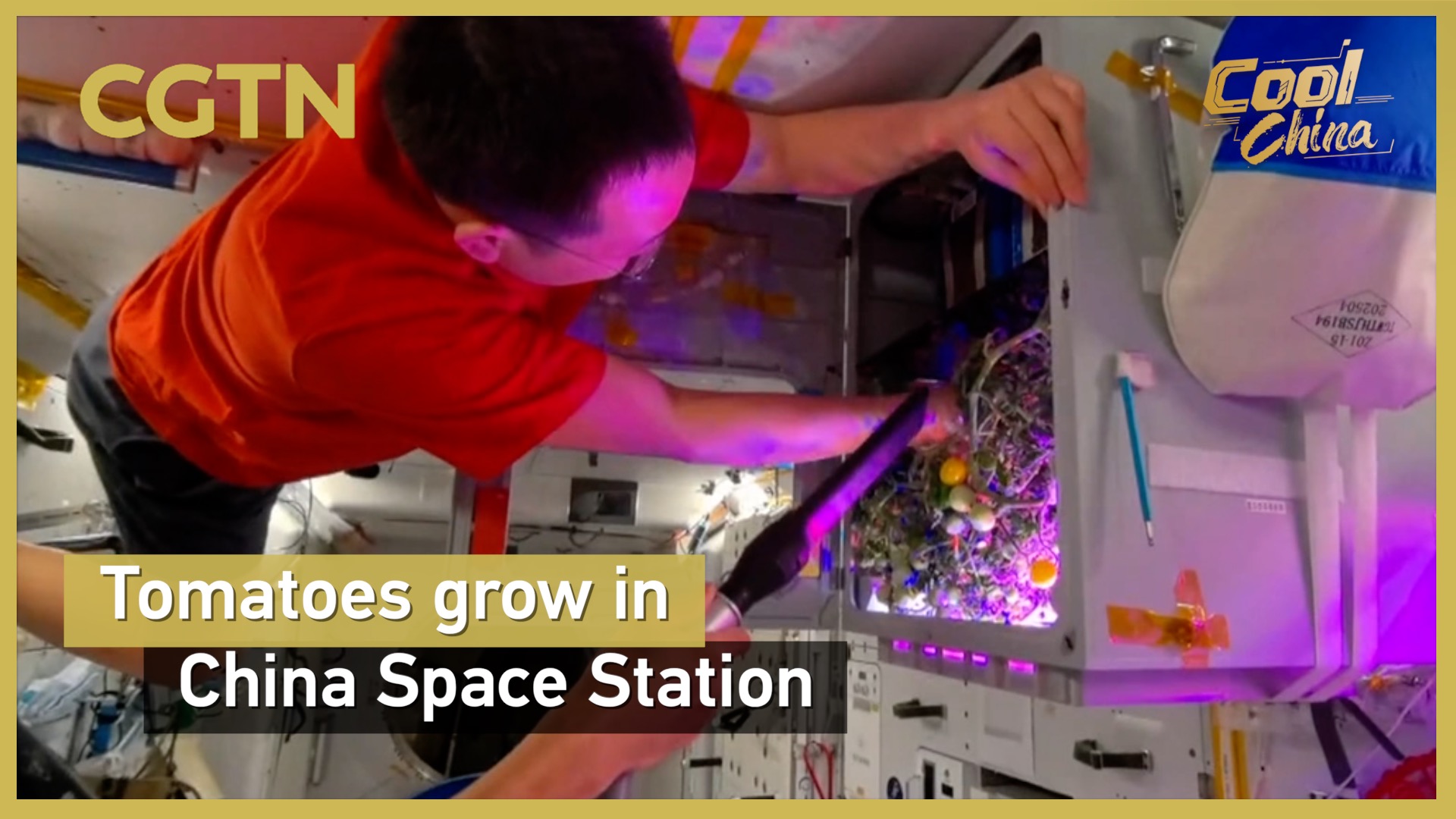 Tomatoes grow in China Space Station