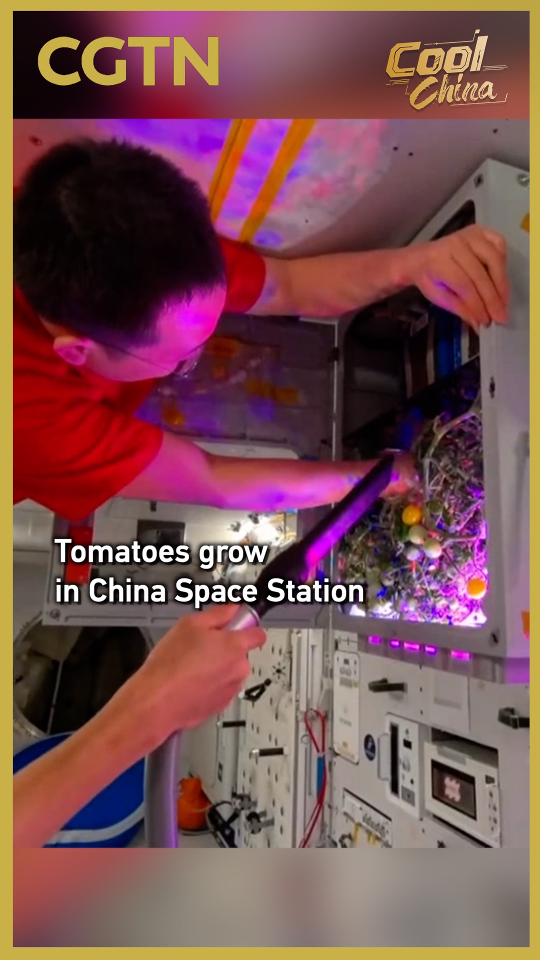 Tomatoes grow in China Space Station