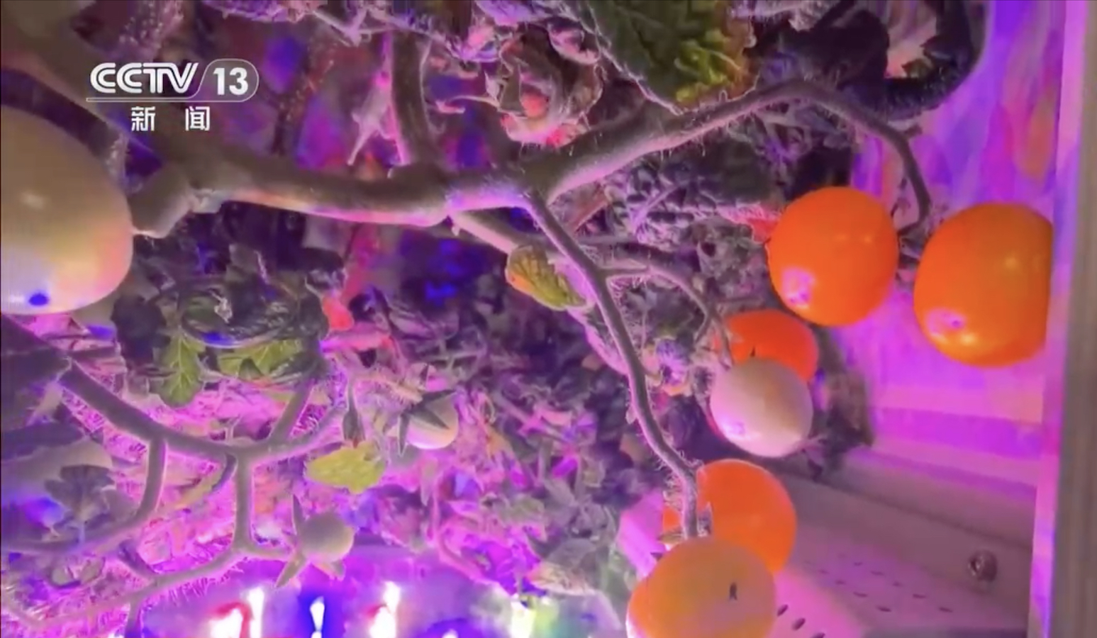 Tomatoes aboard the Tiangong space station. February 18, 2026. /CMG