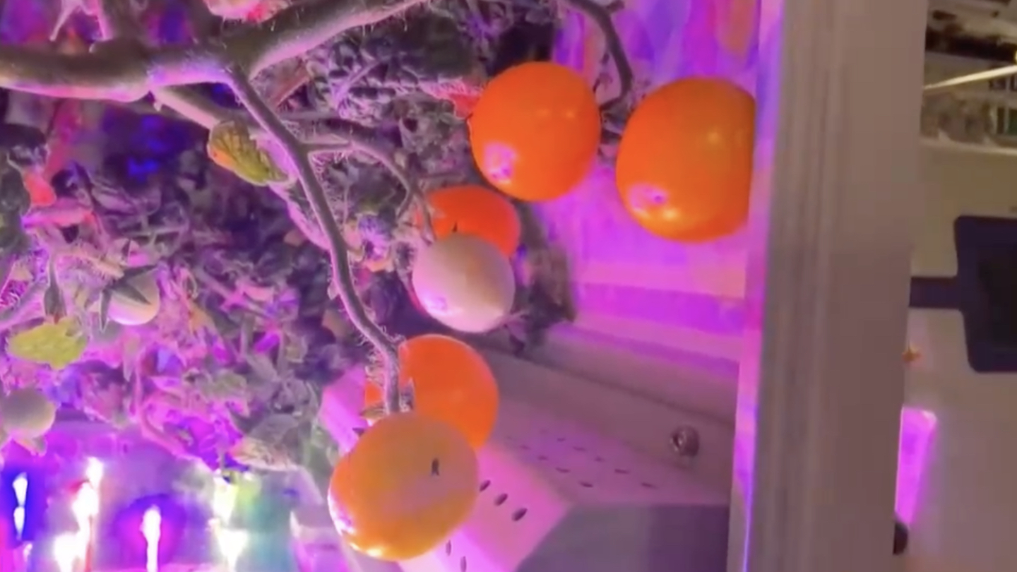 Space tomatoes ripen aboard Tiangong for Spring Festival