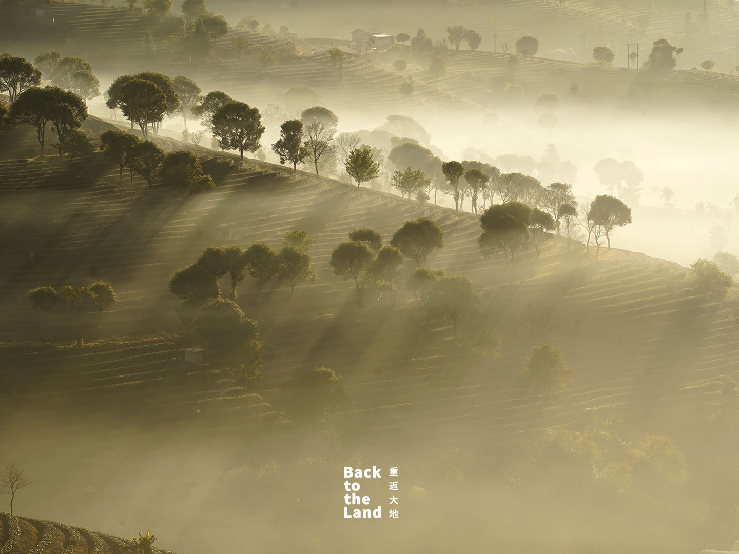 Nestled in southwest China's Yunnan Province, the terraced tea fields of Pu'er awaken under a soft morning glow. /CGTN