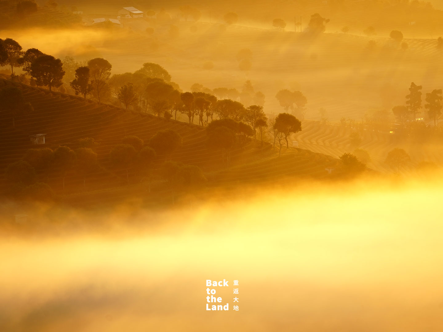 Nestled in southwest China's Yunnan Province, the terraced tea fields of Pu'er awaken under a soft morning glow. /CGTN