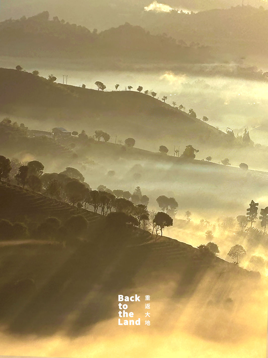Nestled in southwest China's Yunnan Province, the terraced tea fields of Pu'er awaken under a soft morning glow. /CGTN
