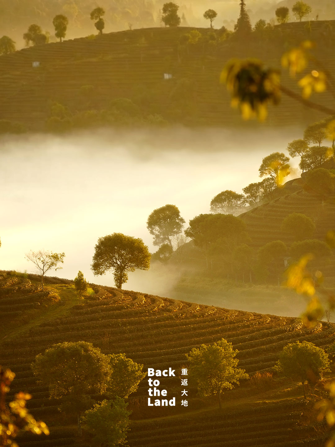 Nestled in southwest China's Yunnan Province, the terraced tea fields of Pu'er awaken under a soft morning glow. /CGTN
