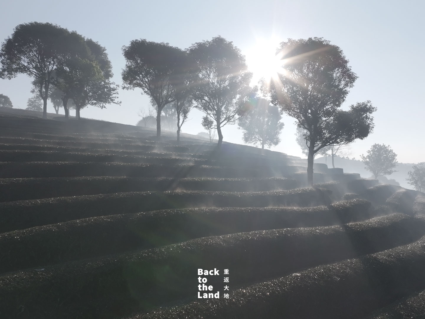 Nestled in southwest China's Yunnan Province, the terraced tea fields of Pu'er awaken under a soft morning glow. /CGTN