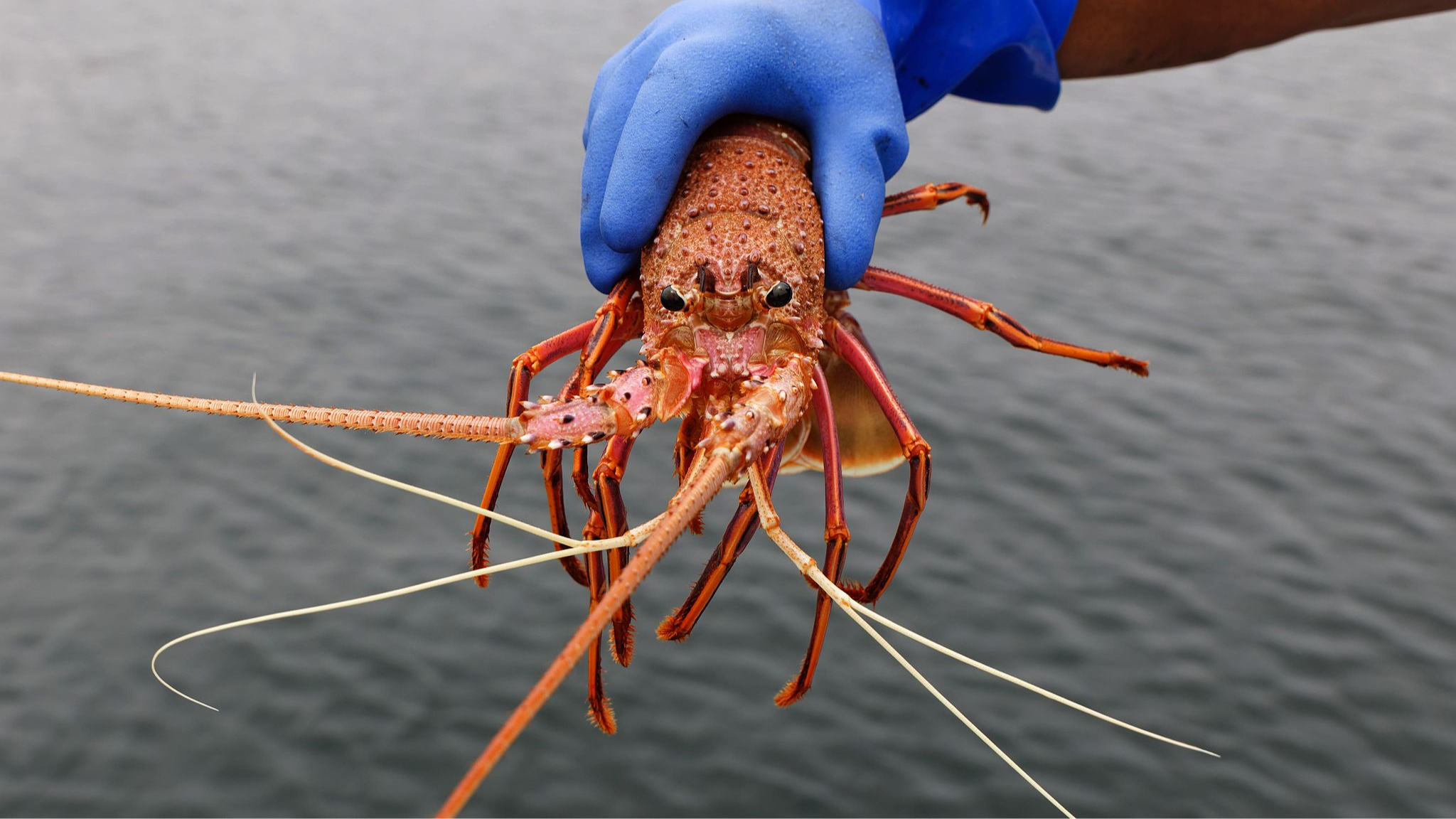 Antibiotic traces from salmon farms found in Australian marine species