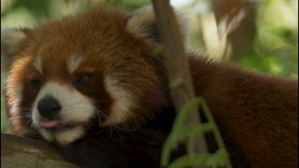 Fantastic animals and where to find them