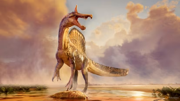 Fossils of a new species of huge dinosaur Spinosaurus unearthed