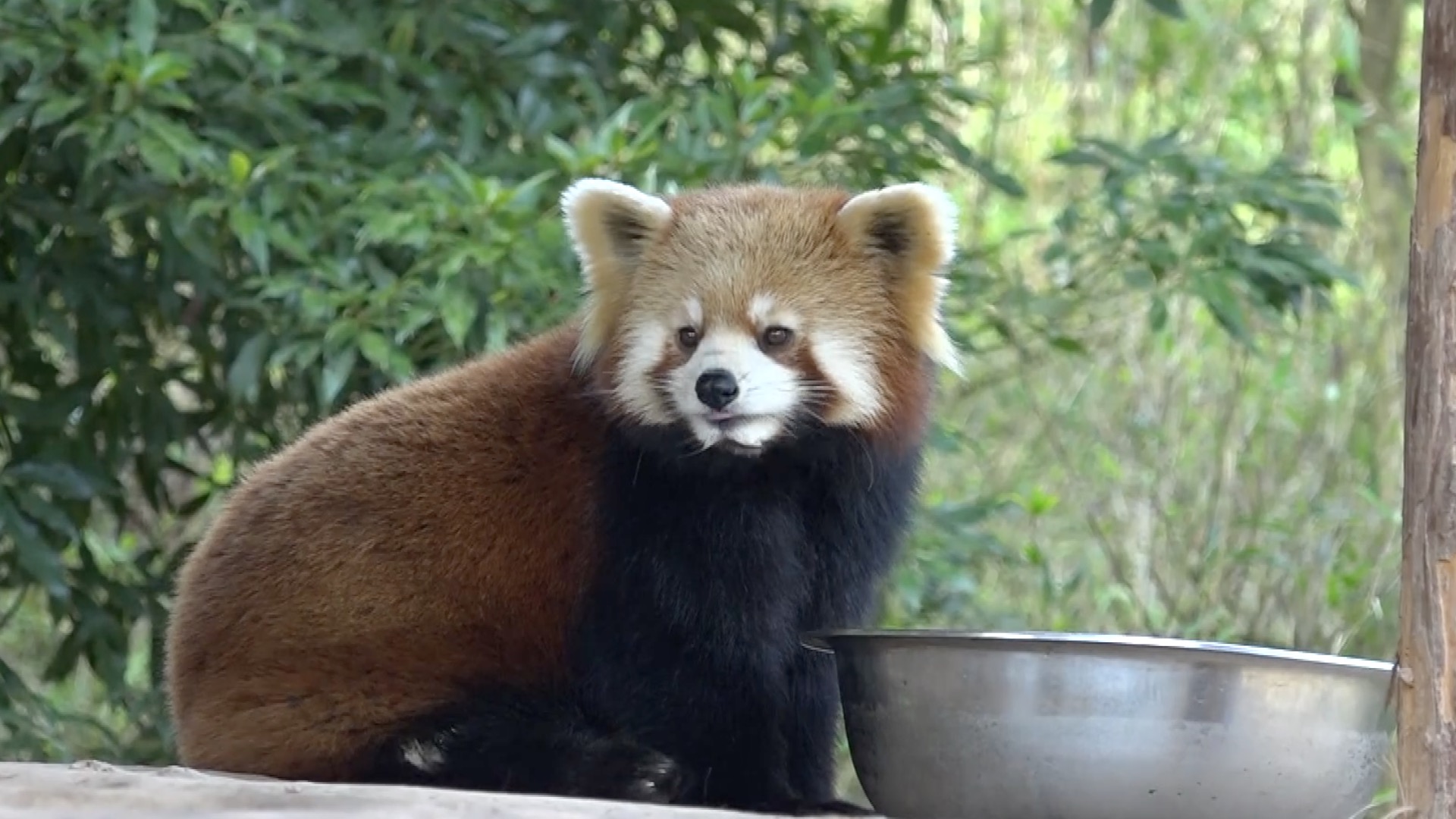 Cuteness overload! Red pandas steal the spotlight this Chinese New Year