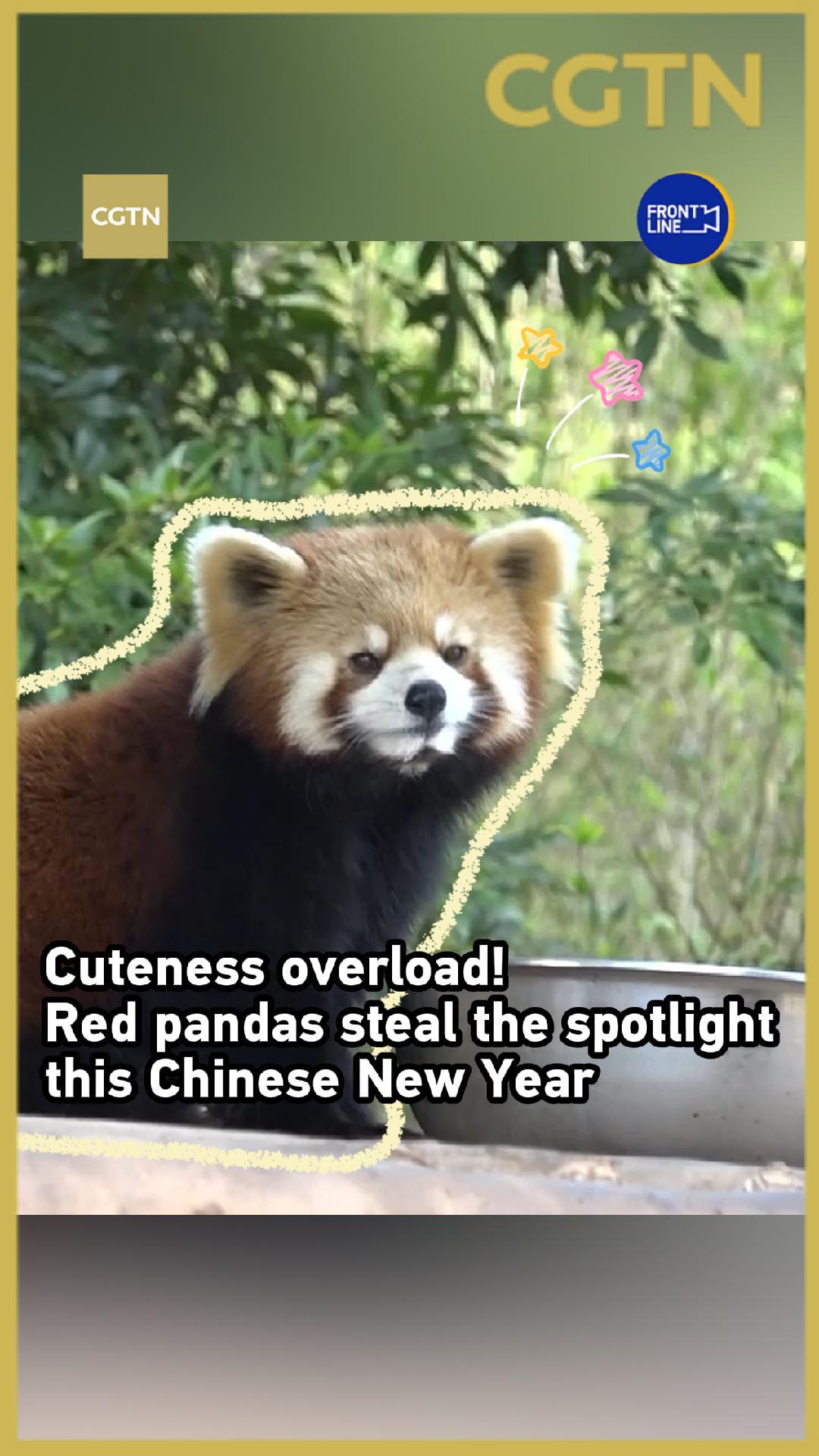 Cuteness overload! Red pandas steal the spotlight this Chinese New Year