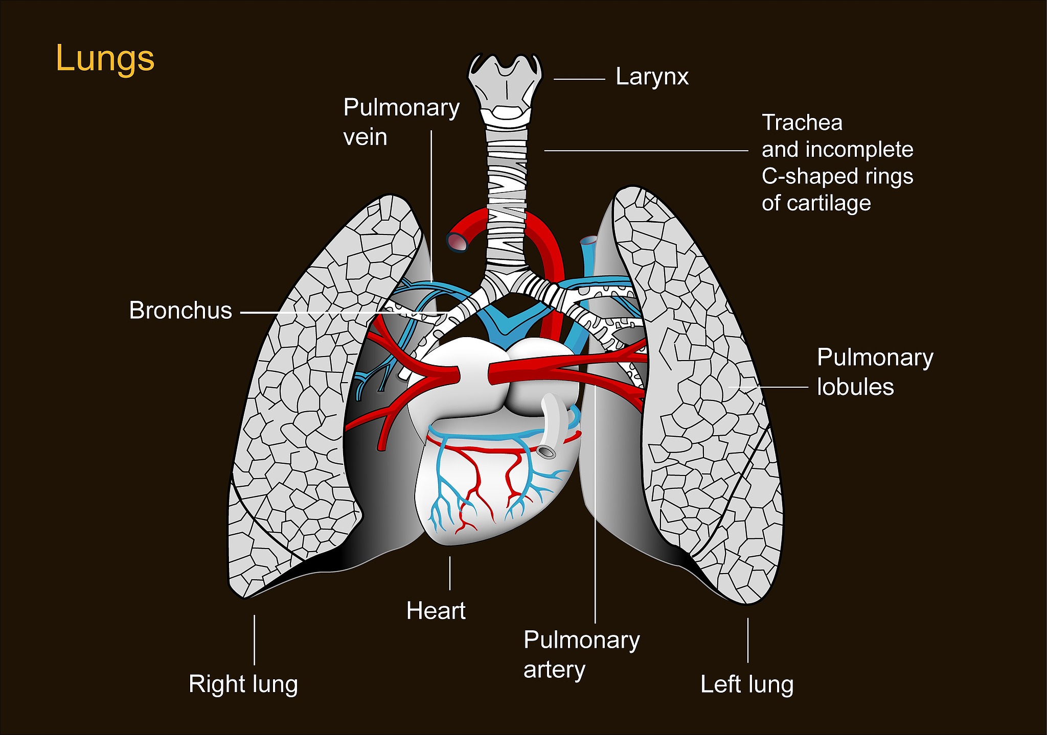 Illustration of human lungs and heart. /VCG