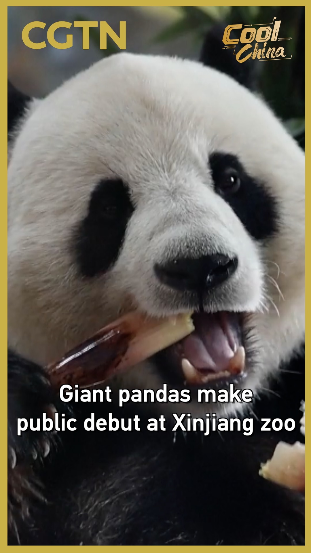 Giant pandas make public debut at Xinjiang zoo