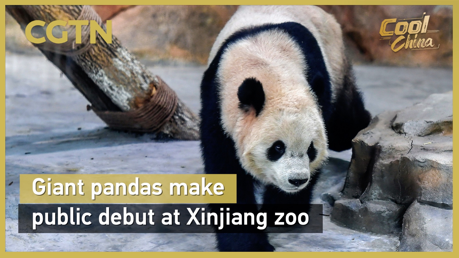 Giant pandas make public debut at Xinjiang zoo