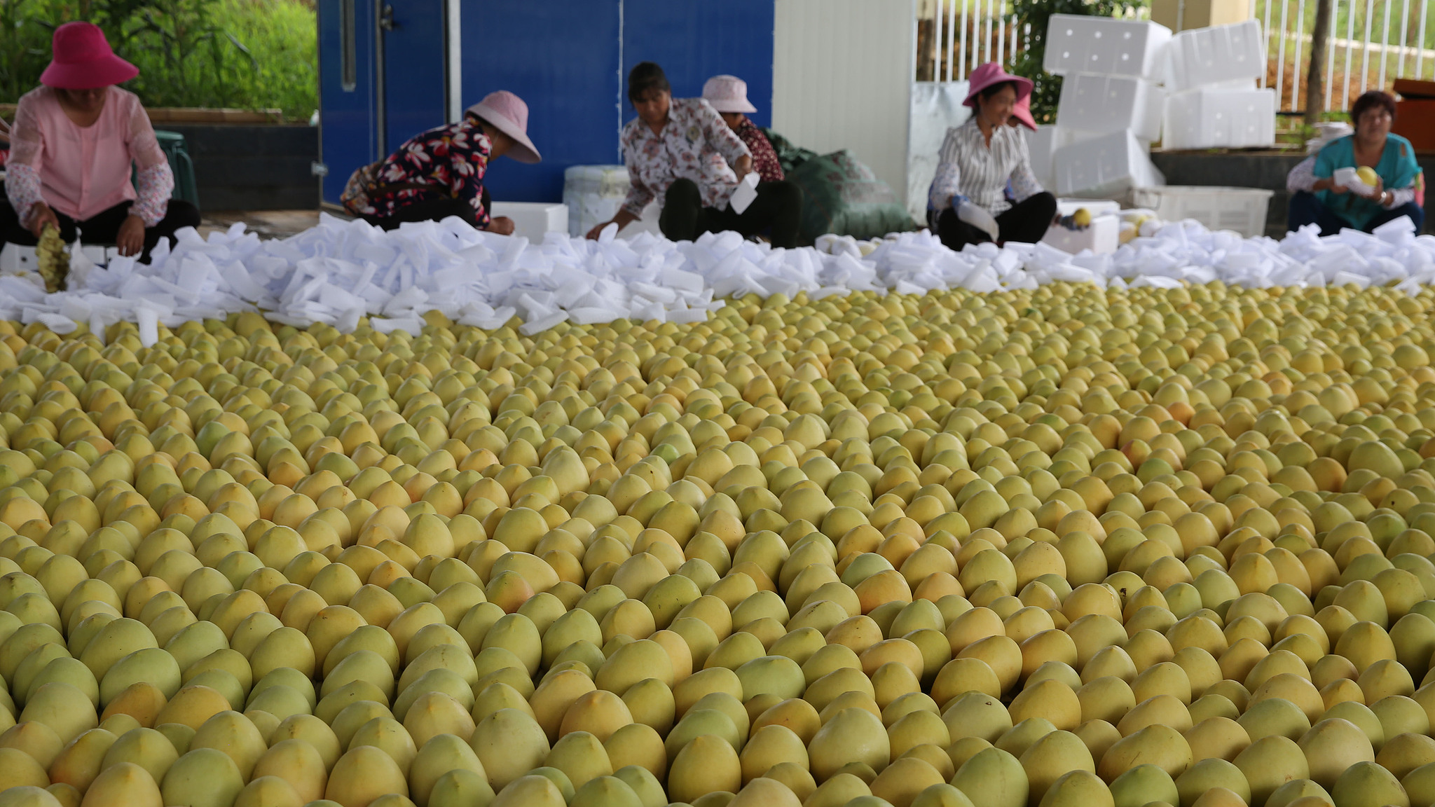 Farmers sort mangoes for packing in Lijiang, Yunnan Province, August 17, 2018. /VCG
