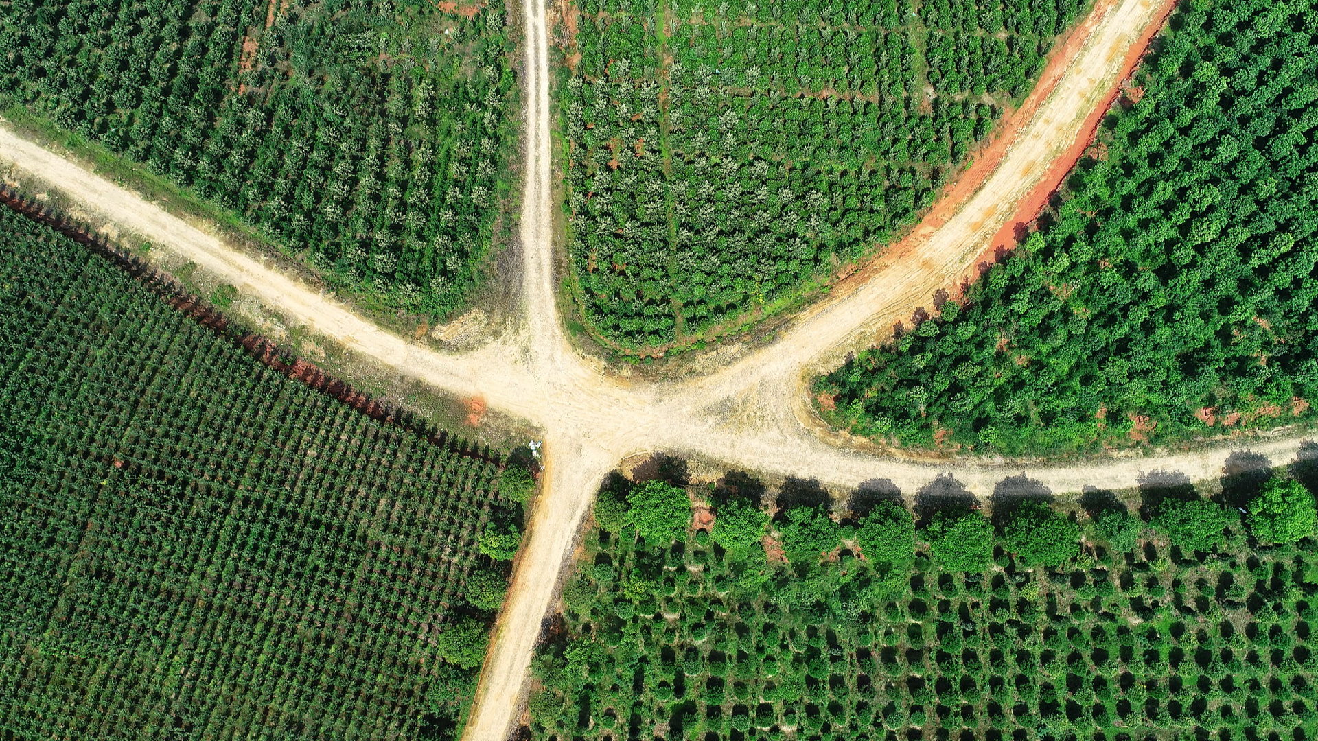 China's forest food sector expands, powering rural earnings
