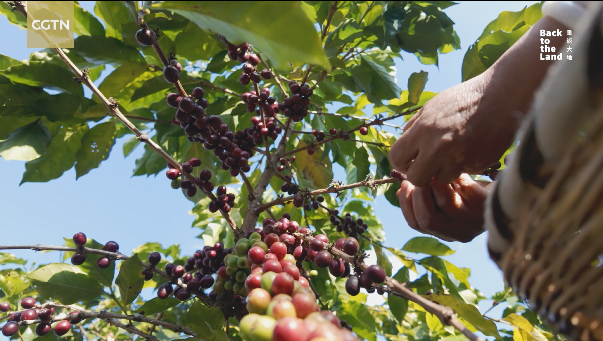 From London to Yunnan: A journey into China's rising coffee origins