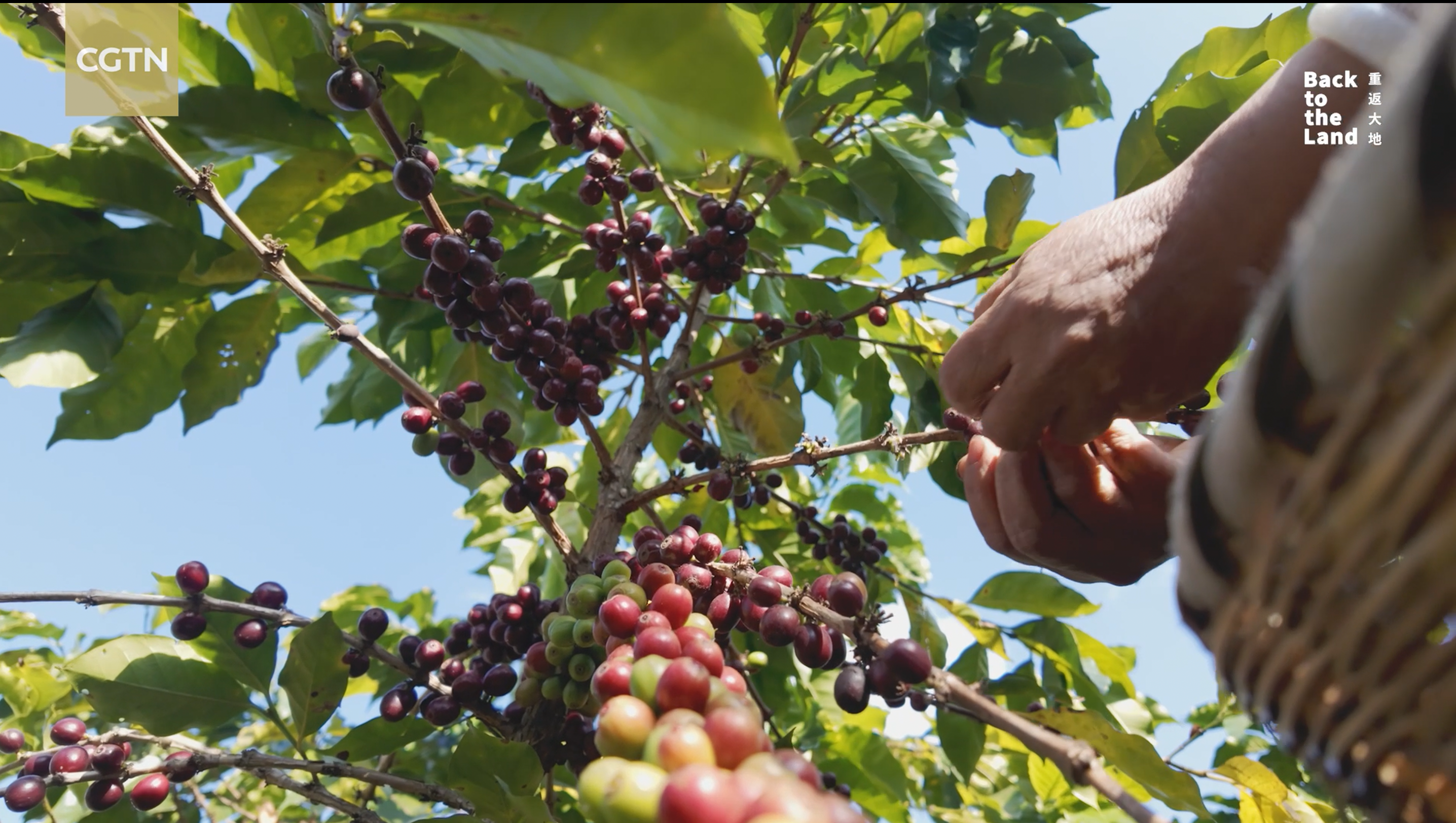 From London to Yunnan: A journey into China's rising coffee origins