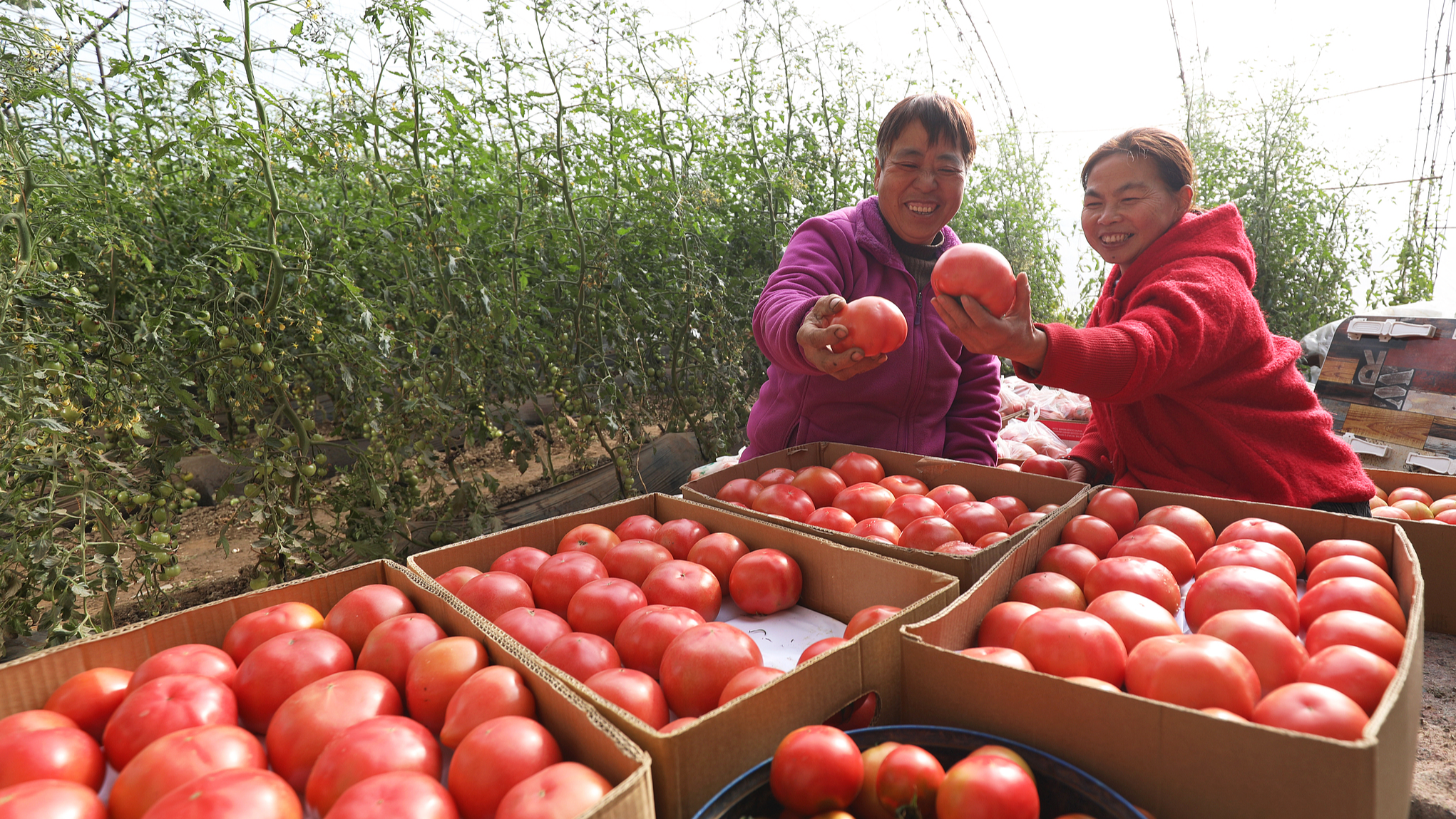 Hebei's new agriculture brings new life