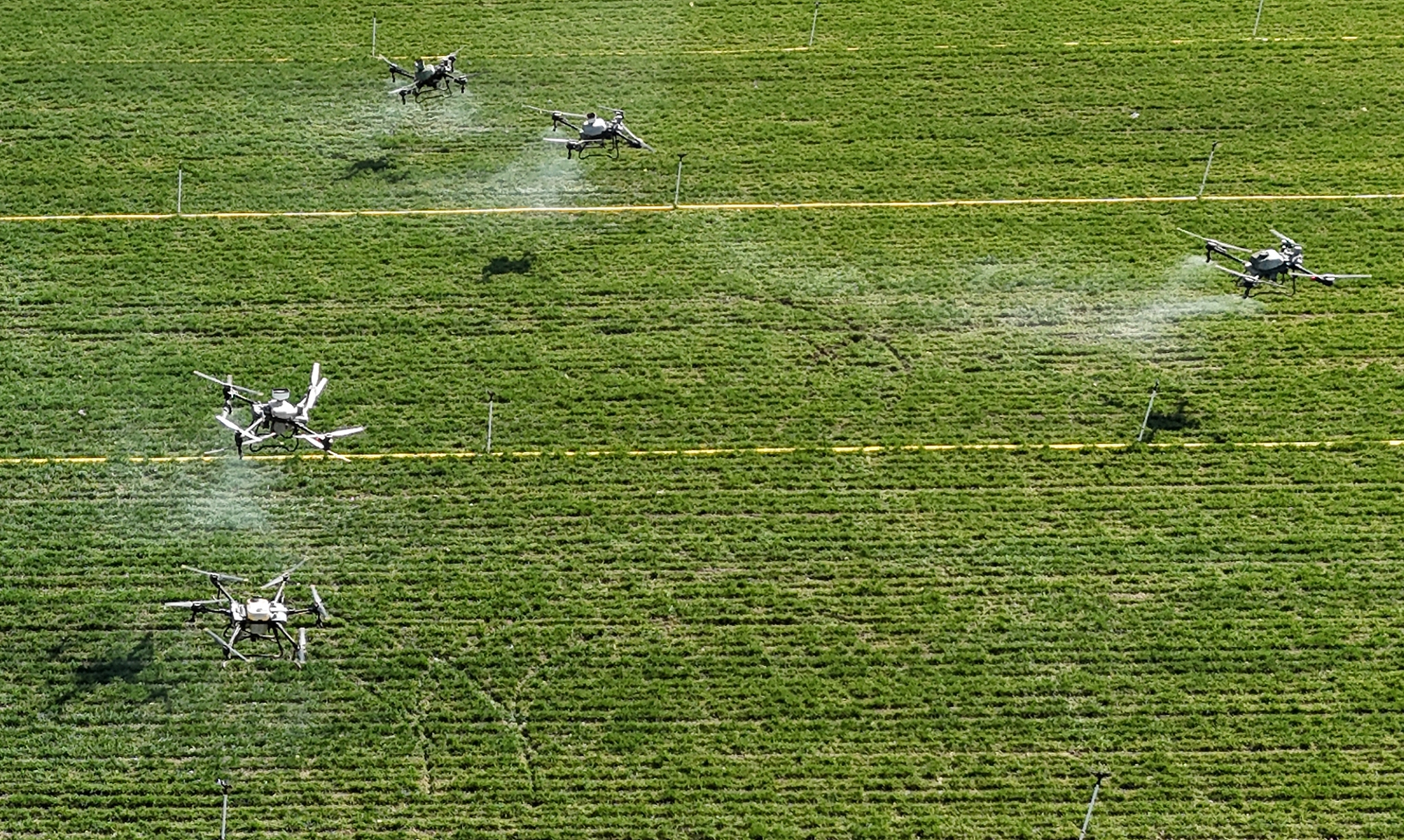 Hebei's new agriculture brings new life