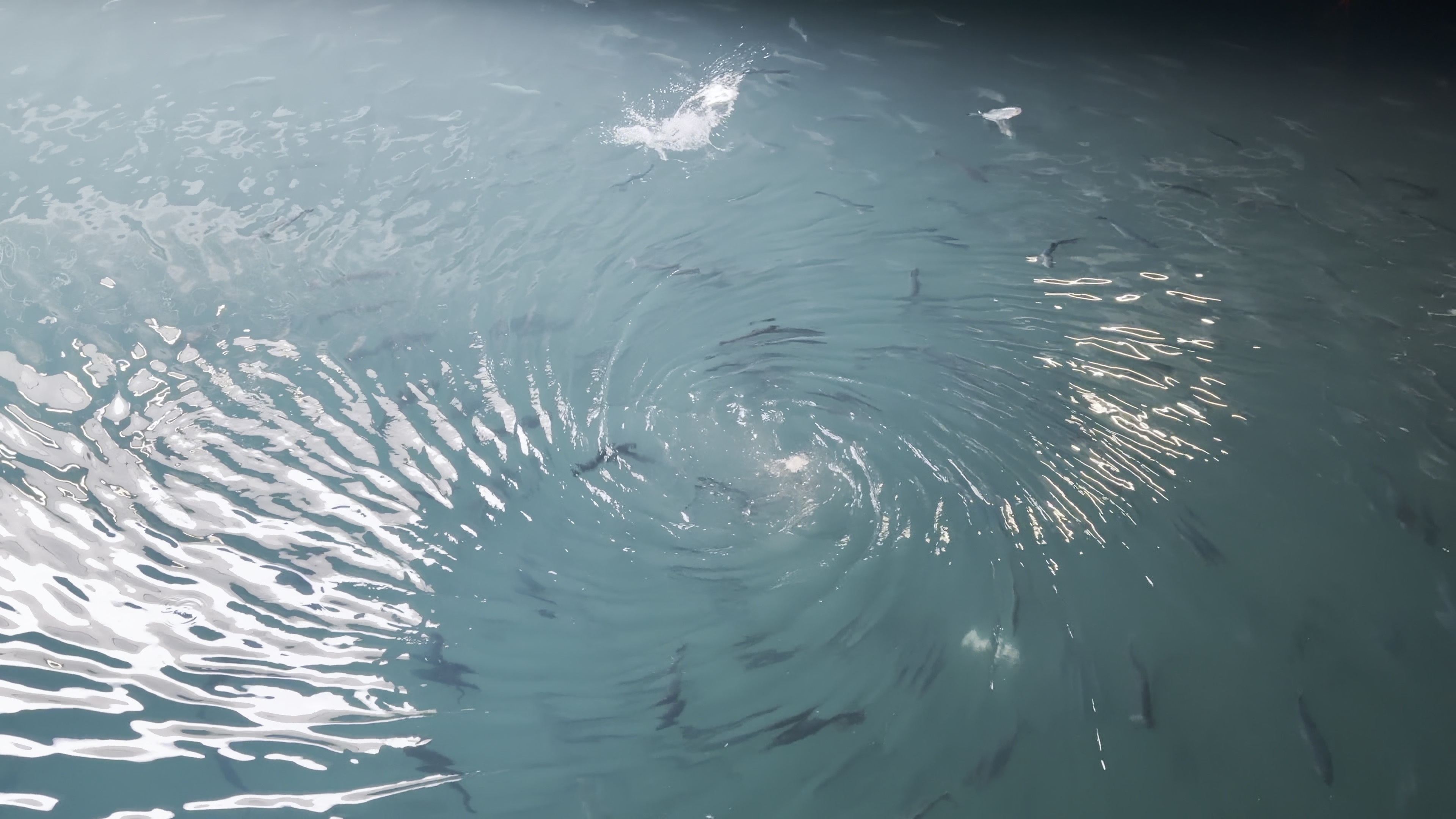 Salmon in the aquaculture cabins on Suhai-1. /Jiangsu Lianshen Marine Technology