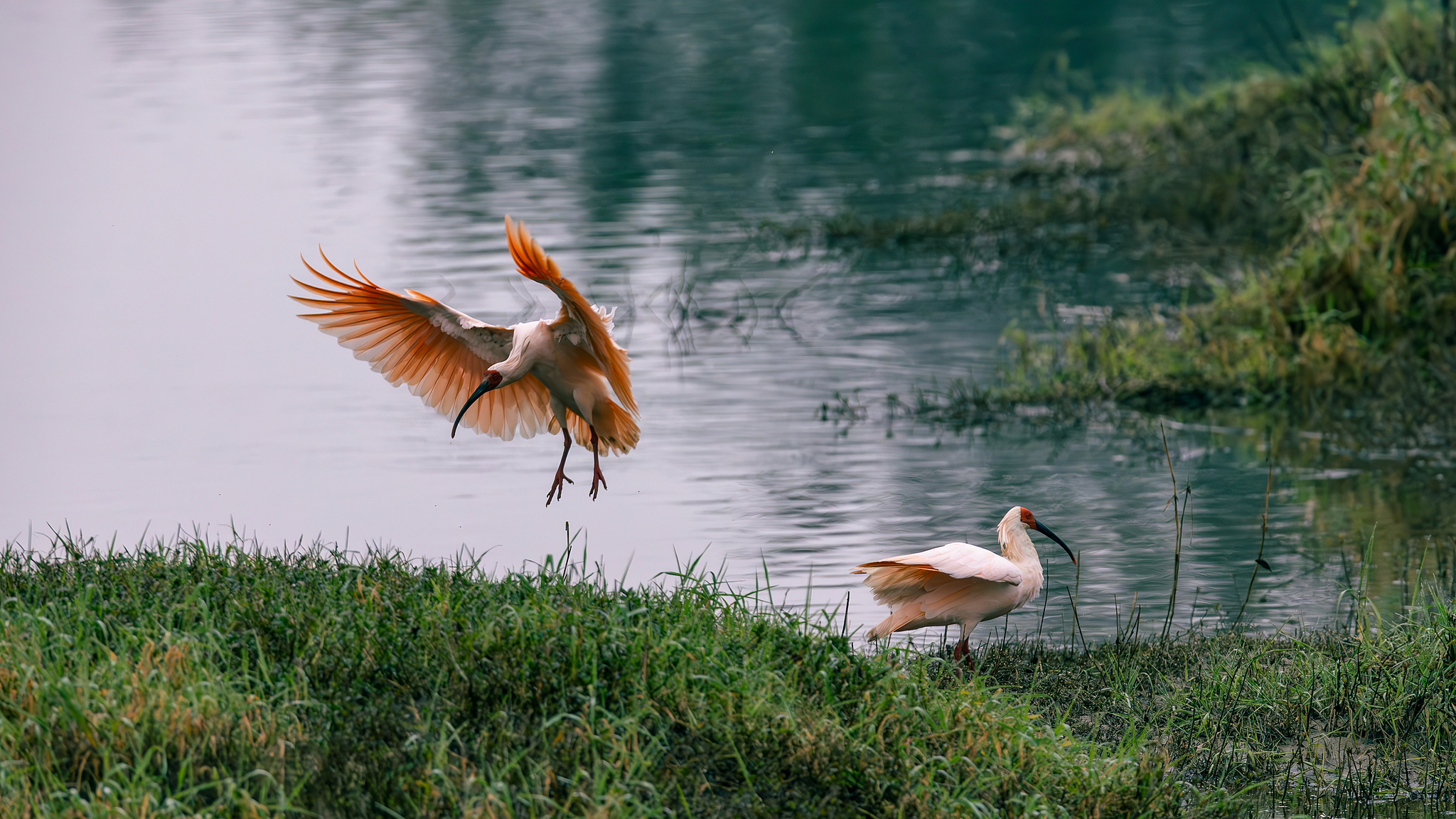 Protecting nature, brightening lives in Shaanxi