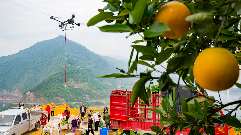 A drone transports oranges in Yichang City, central China's Hubei Province, April 27, 2025. /VCG