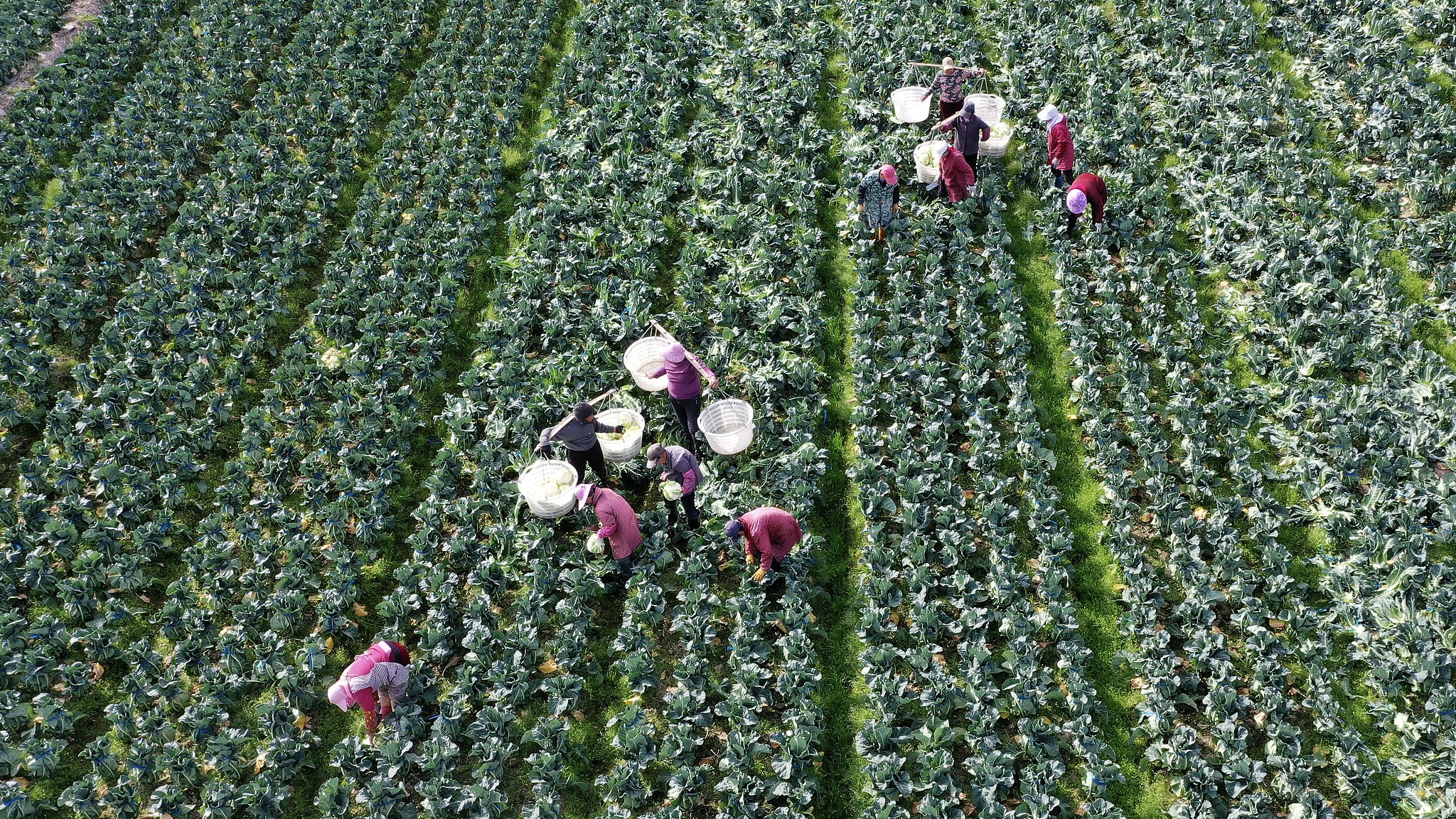 Farmers harvest vegetables near Wenling City, east China's Zhejiang Province, February 23, 2026. /VCG