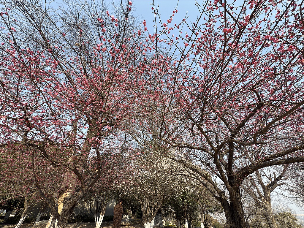 Waves of peach blossoms appear at Tangyuan Garden in Xi’an, Shaanxi Province, on February 18, 2026. /VCG