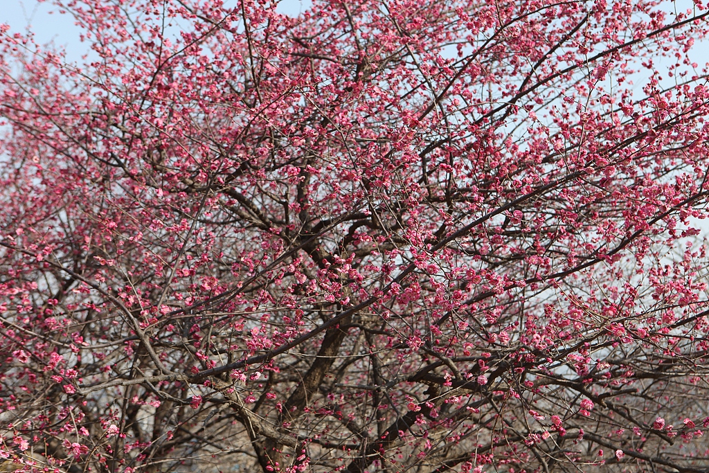 Waves of peach blossoms appear at Tangyuan Garden in Xi’an, Shaanxi Province, on February 18, 2026. /VCG