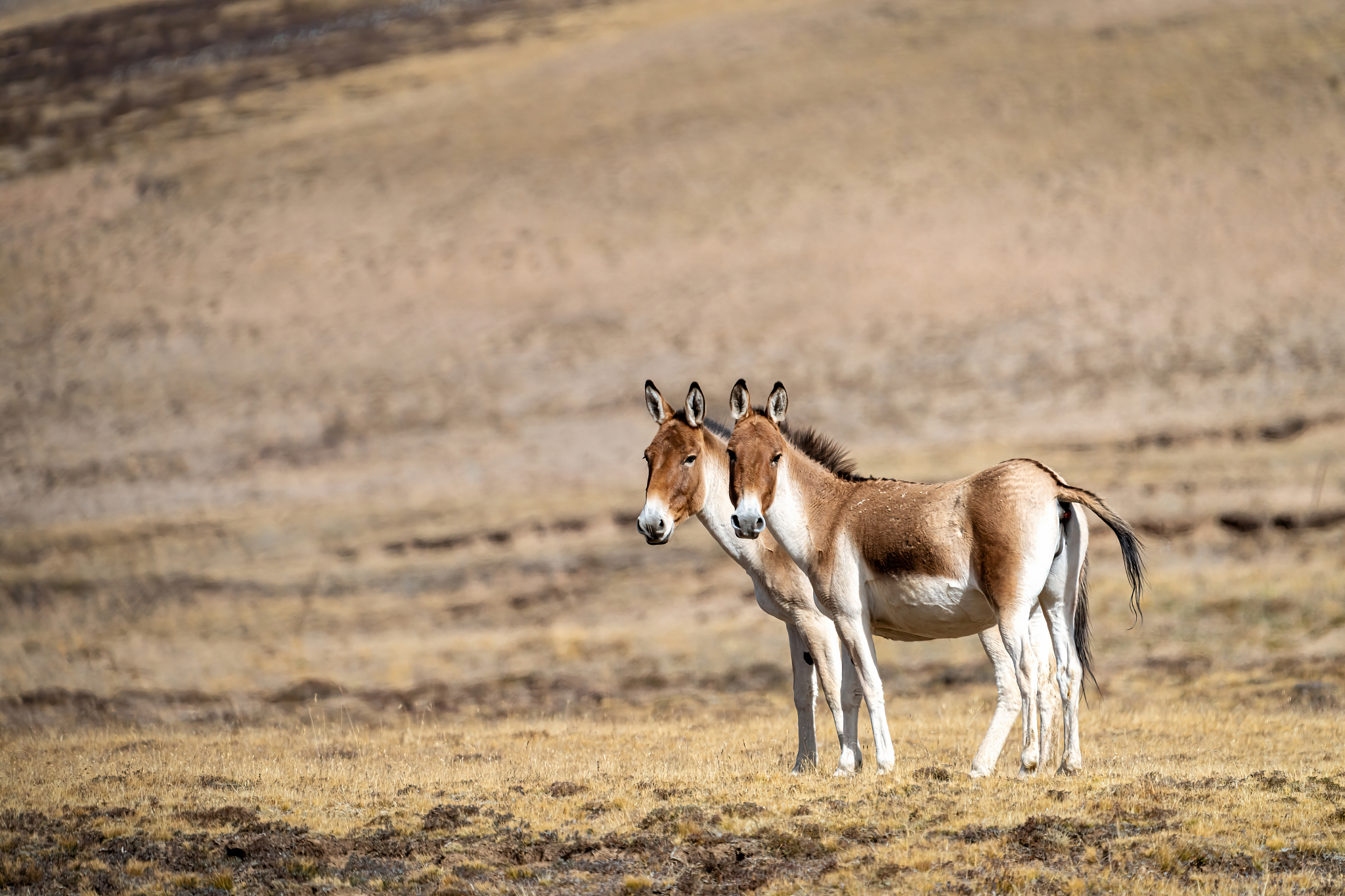 Qinghai's wildlife revival: A stunning comeback