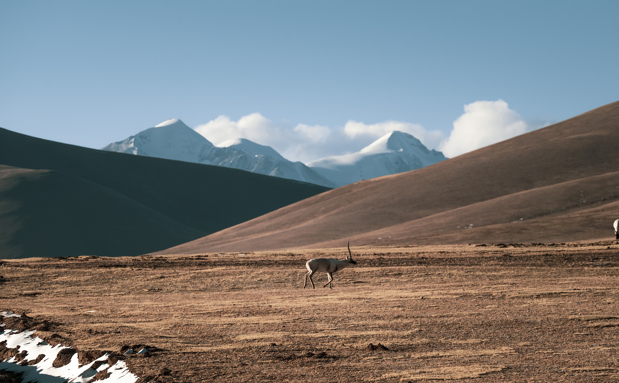 Qinghai's wildlife revival: A stunning comeback