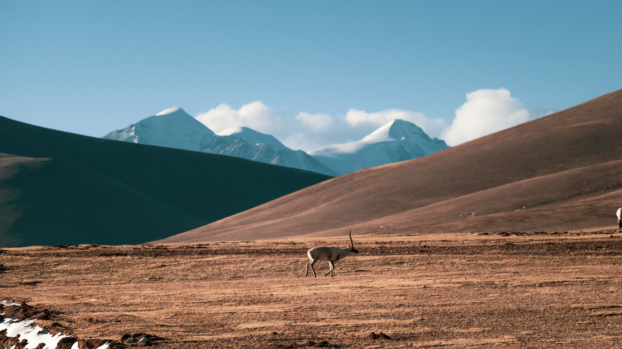 Qinghai's wildlife revival: A stunning comeback