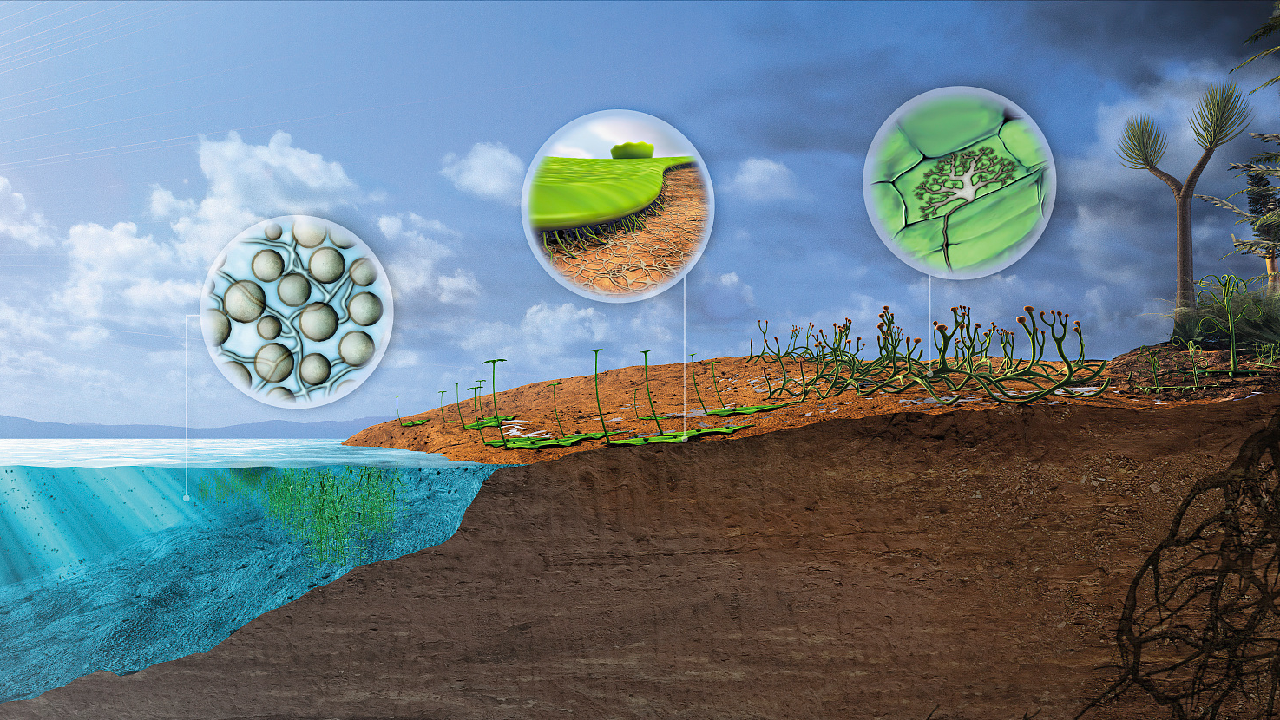 Study: Land plants first expanded on land 455 million years ago