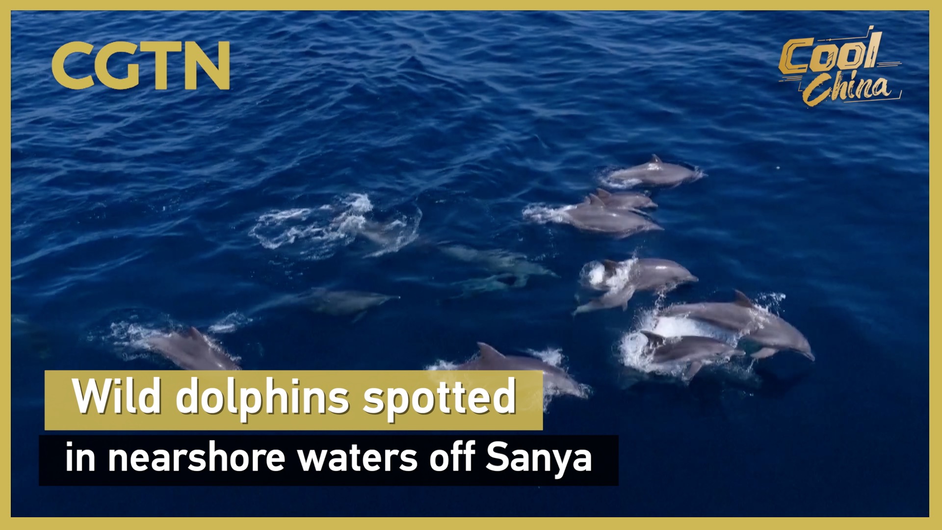 Wild dolphins spotted in nearshore waters off Sanya