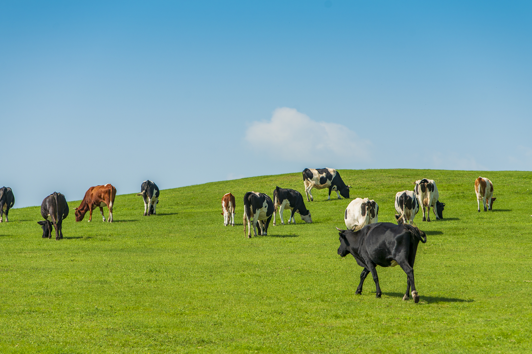Cows graze in a pasture in north China's Inner Mongolia Autonomous Region. /VCG