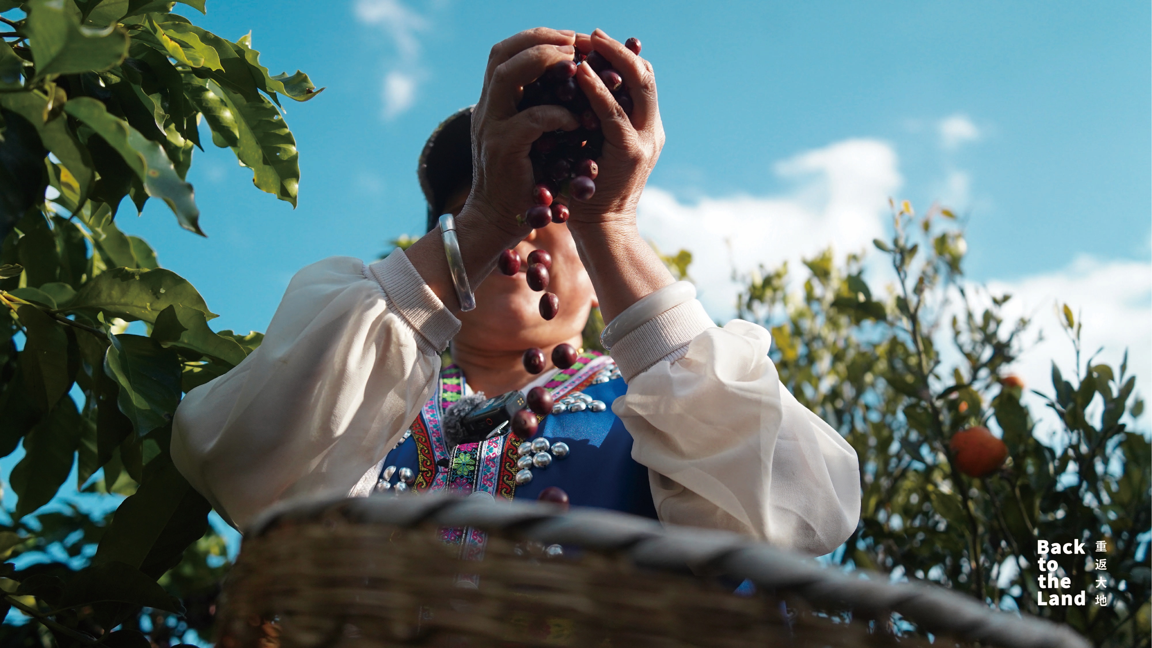 Yunnan coffee harvest: Picking red coffee cherries with local farmer
