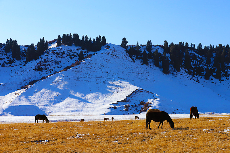 Xinjiang’s homestay boom powers rural revitalization