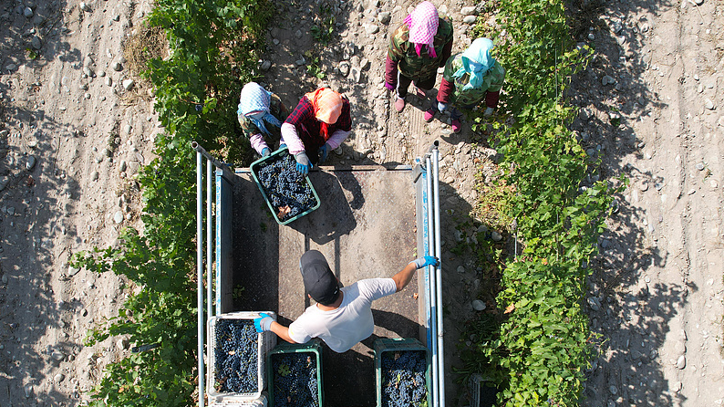 Vineyards beneath Helan Mountains drive growth in Ningxia