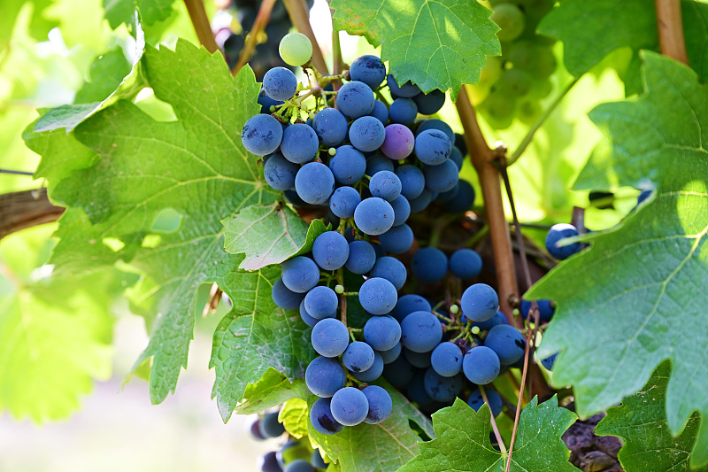 Vineyards beneath Helan Mountains drive growth in Ningxia