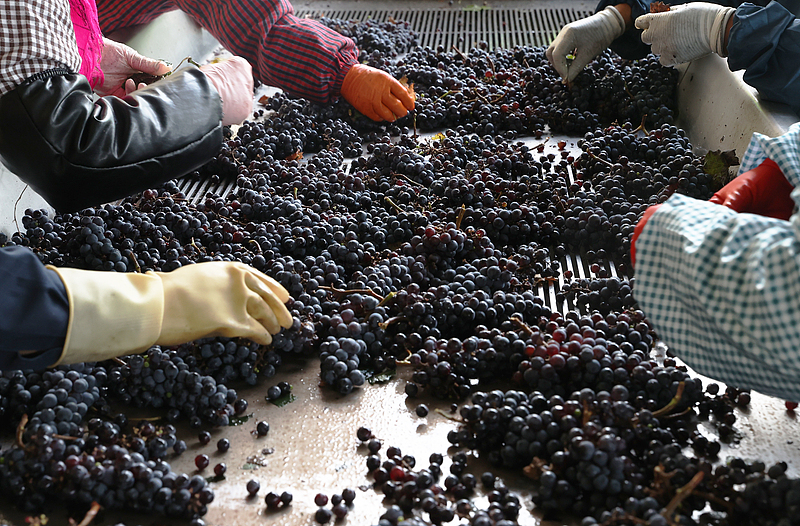 Vineyards beneath Helan Mountains drive growth in Ningxia