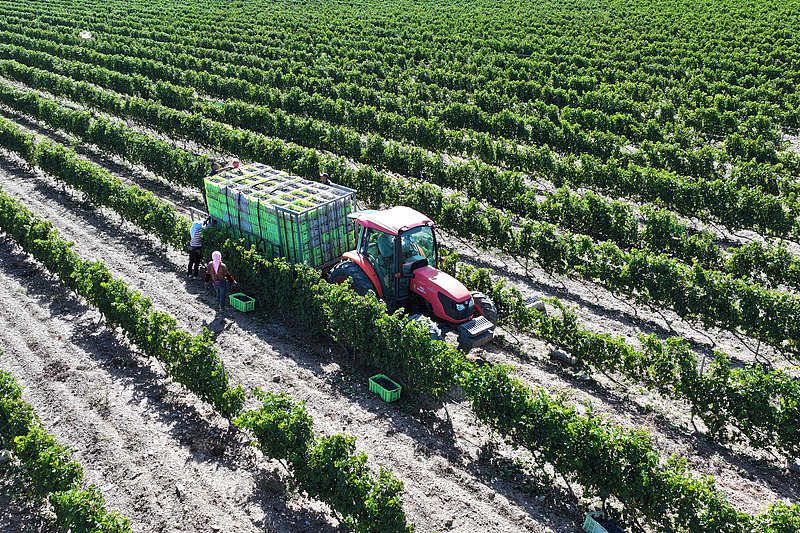 Vineyards beneath Helan Mountains drive growth in Ningxia