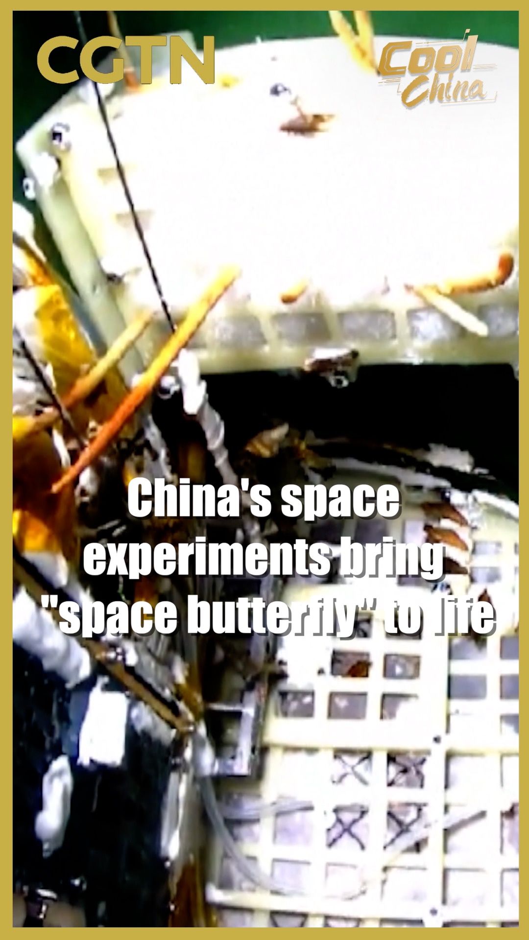 China's space experiments bring 'space butterfly' to life